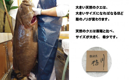 【冷蔵】天然 最高級クエ 20kg 以上  クエ鍋セット 3人前(250g×3) 【2026年11月下旬から2027年2月下旬までに順次発送致します。】 / 高級 海鮮 お魚 魚  くえ鍋 クエ鍋 くえ くえ天然 冷蔵 海産物【tkw011-1】