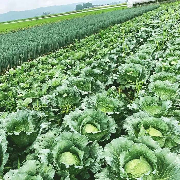会津発 季節の野菜だより（小）2名様1週間分相当【喜多方市・西会津町・北塩原村のお野菜】 KBW001