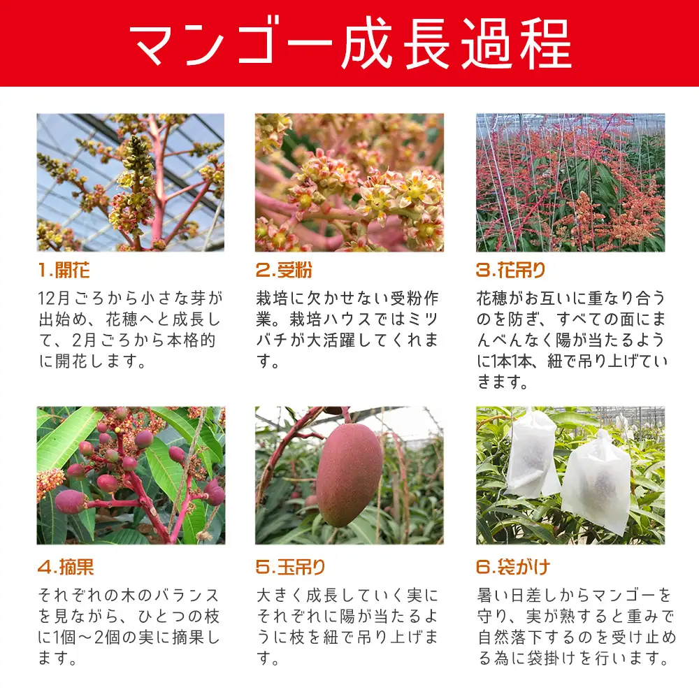 【2027年発送】ご家庭で美味しく！アップルマンゴー約2kg（4玉～7玉）【つは農園】