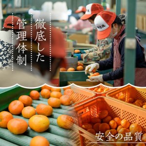 【先行予約】鹿児島県産 温州みかん（北原早生）約5kg みかん【01-039-05】