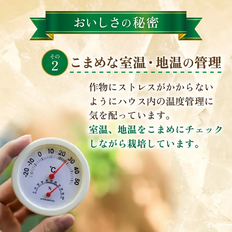 【先行予約】ペルルメロン 1玉（約2kg以上）青肉品種 高級メロン！ ／ マスクメロン 大玉 果物 フルーツ ギフト 農家直送 ※2027年6月下旬以降順次発送 [aw065-a006]