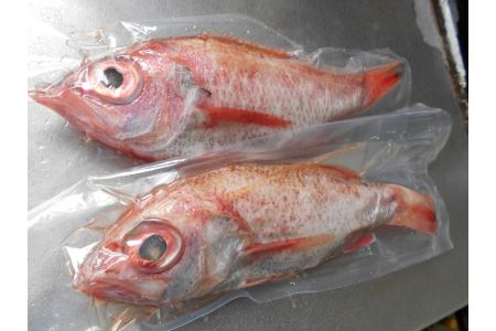 低温技術で瞬間冷凍～いつでも獲れたての味～『山陰・日本海産のどぐろ4尾』下処理済 塩焼き、煮つけ、蒸し物用 魚介類 魚貝類 魚 のどぐろ 冷凍 下処理済み 【165_1460】