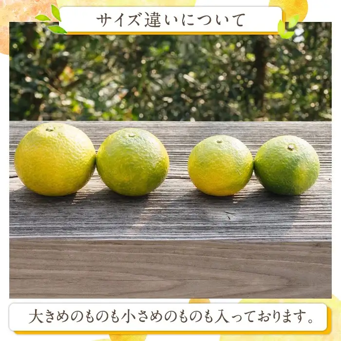 ＜先行予約受付中！2026年11月下旬以降順次発送予定＞数量限定！鹿児島県産スイートスプリング(約8kg) 柑橘 フルーツ 果物 国産 みかん 期間限定 ミカン スイスプ 【株式会社土曜日】akn069-04