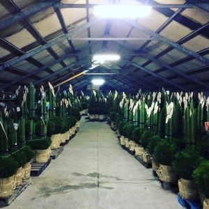 先行予約 お正月用 門松 (1対) 生産量 日本一 置物 正月飾り 正月 門前 松 竹 玄関 飾り 2体 縁起物 正月飾り 家前 神具 工芸品 千葉県 銚子市 ハーブガーデンポケット