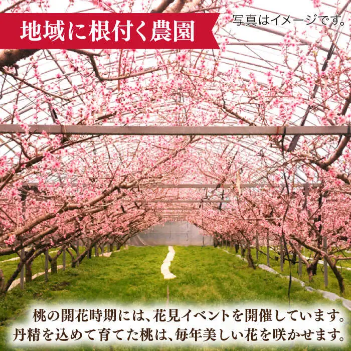 【2027年5月下旬-発送】桃 小玉 ハウス桃 約1.2kg [SBS007]