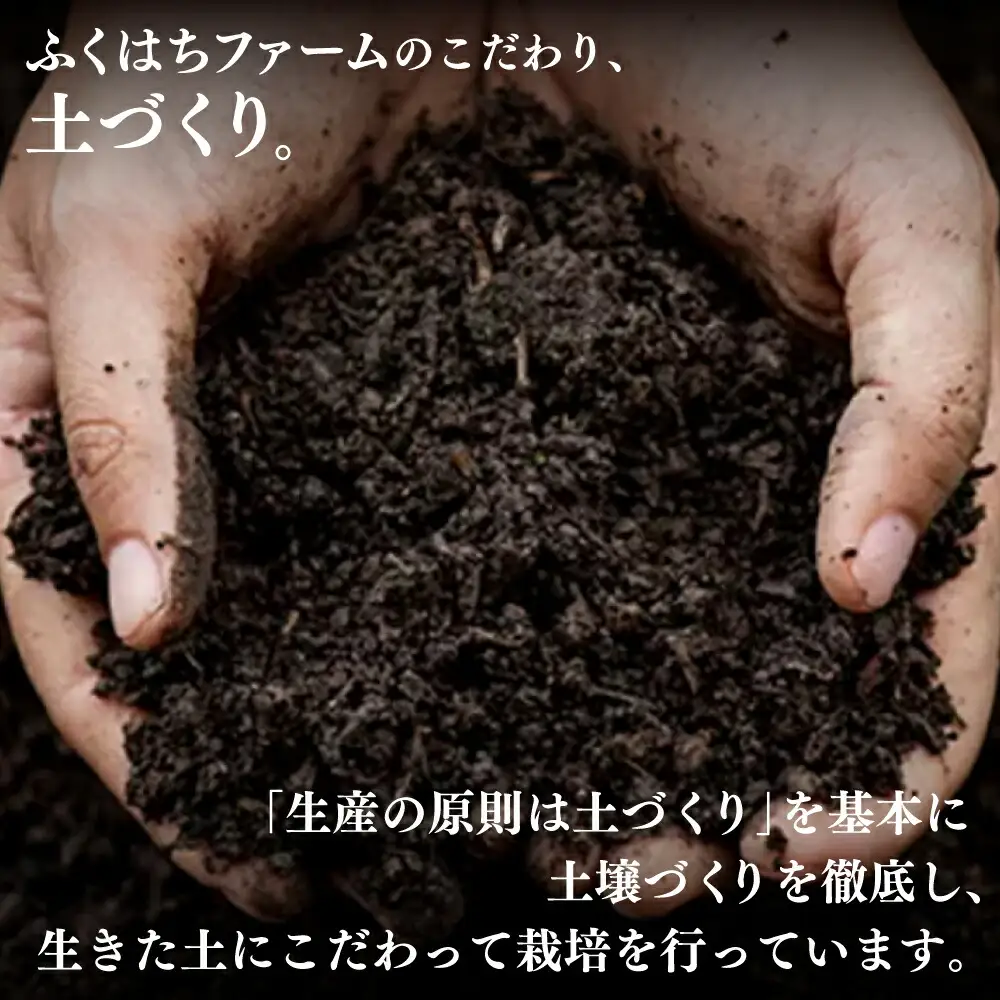 【2026年8月?発送】新生姜 約4kg / ショウガ しょうが 生姜 / 南島原市 / ふくはちファーム/福島農園 [SBS018]