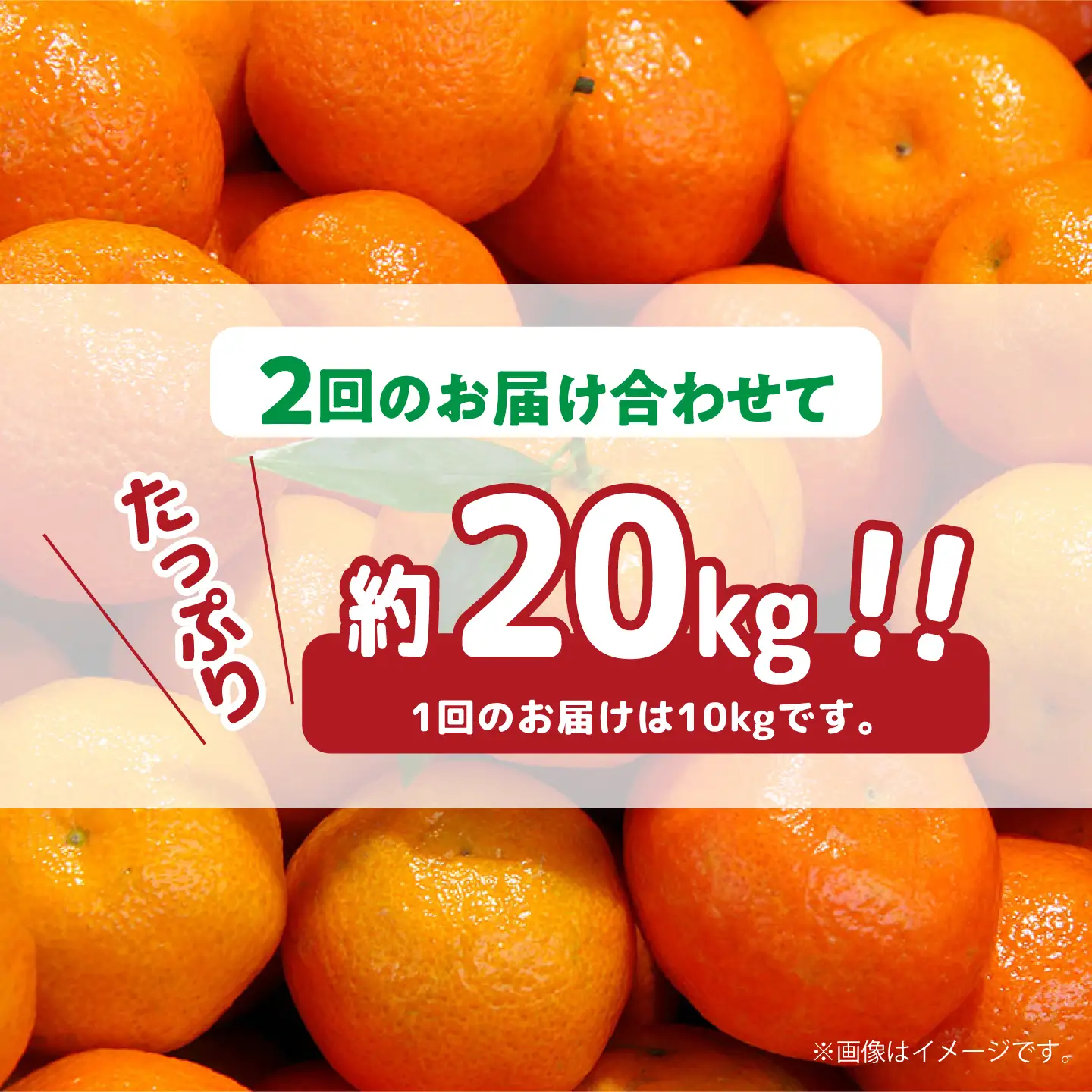 【2026年12月-発送】【2回定期便】高糖度 温州みかん（約10kg×2回） / みかん 定期便 ミカン 蜜柑 長崎県産みかん 糖度 果物 くだもの 果物定期便 フルーツ ふるーつ フルーツ定期便 旬 家庭用 10kg / 南島原市 / 南島原果物屋 [SCV002]