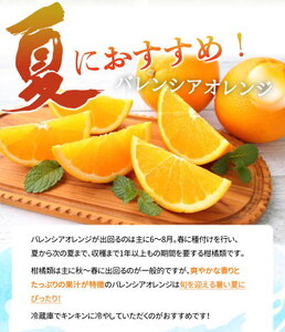 【2027年先行予約】希少な 国産 バレンシアオレンジ 2.5kg 秀品_G7078