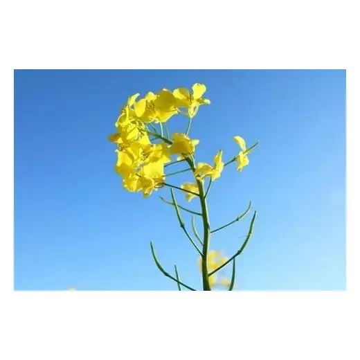 高純度！天然生はちみつ！　「いわみざわ産・菜の花はちみつ×２個」【18107】