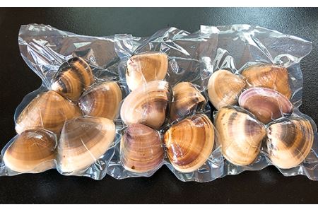 【国産】天然活〆はまぐり冷凍　大粒1.5kg（砂抜き済み）【はまぐり 蛤 はまぐり 天然 はまぐり 国産 はまぐり 冷凍 はまぐり 急速冷凍 海鮮 貝 砂抜き済み 大粒 肉厚 希少 茨城 茨城県産 ひな祭り お食い初め 人気 おすすめ】