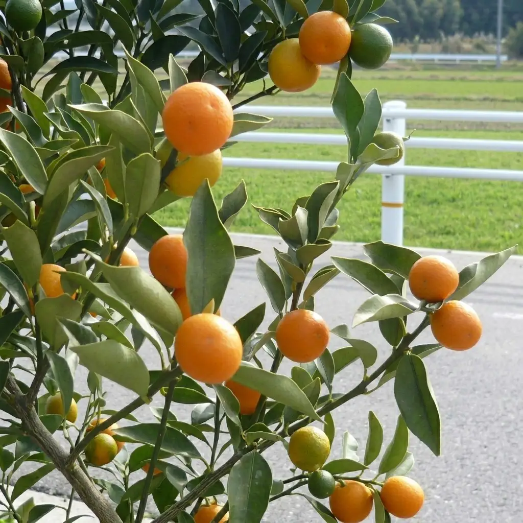 鉢植え 寧波金柑の木 大きめサイズ 1本 インテリア 鉢植え