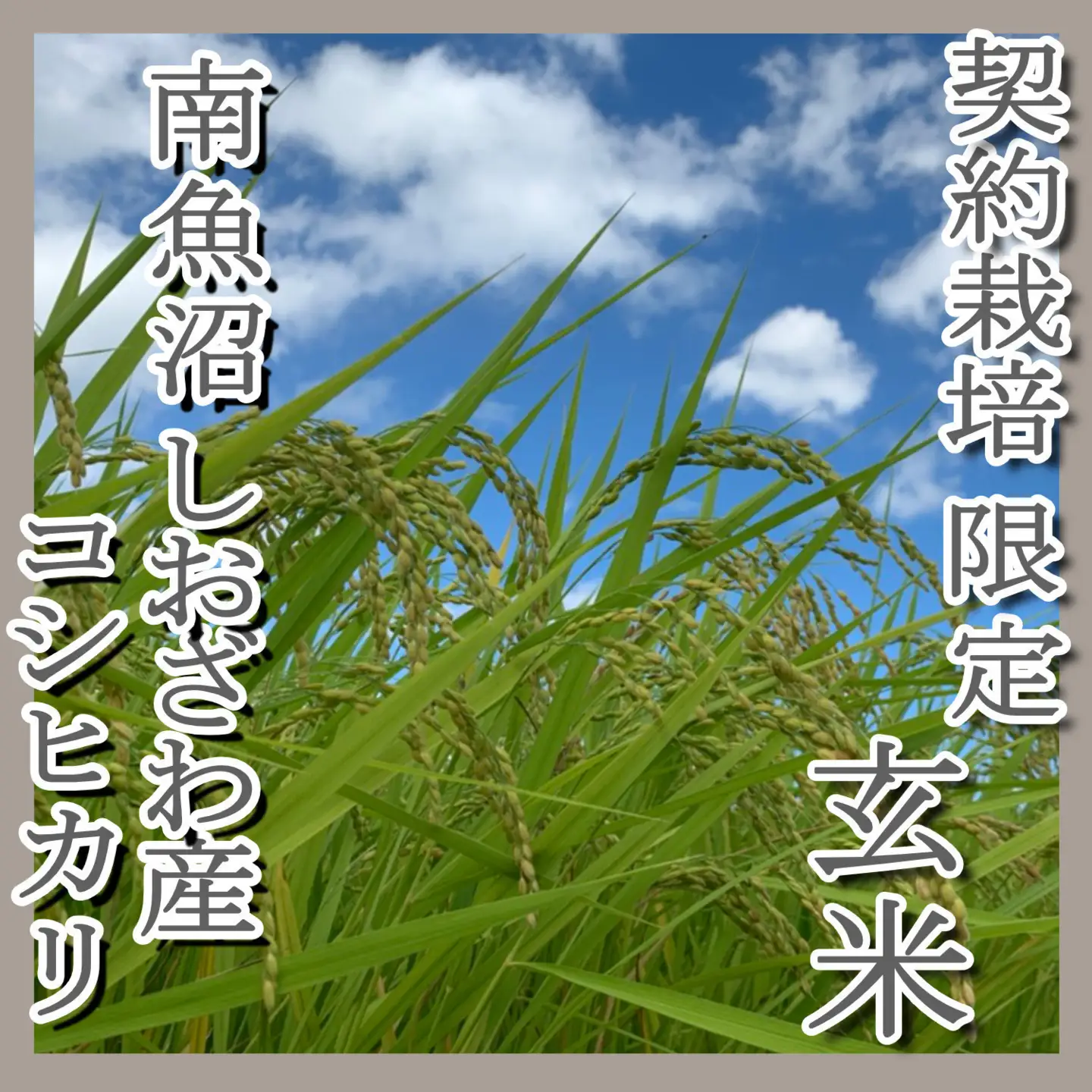【令和7年産】●玄米● 【定期便4Kg×3ヶ月】 生産者限定 南魚沼しおざわ産コシヒカリ【定期便 銘柄米 ブランド米 玄米 こしひかり コシヒカリ 魚沼産 新潟米 産地直送 お米 米 こめ コメ ご飯 御飯 ごはん】