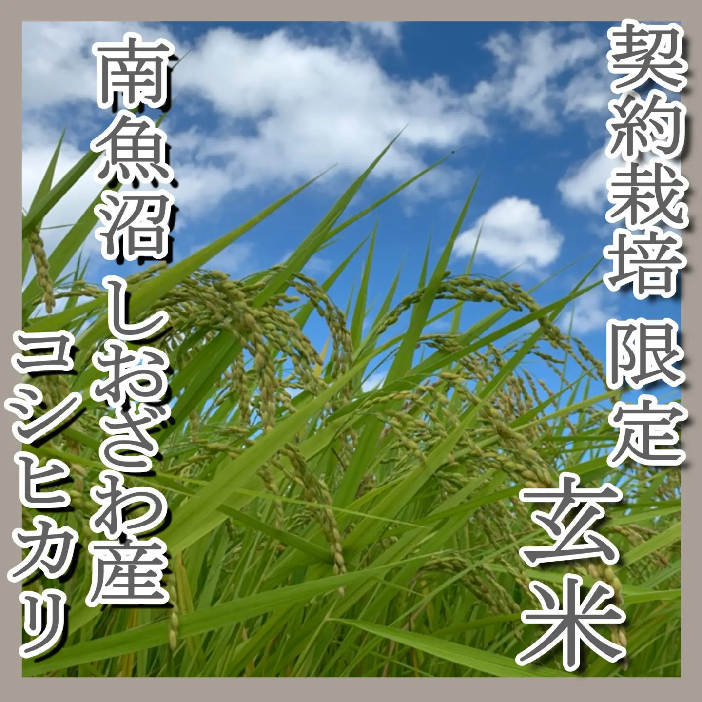 【令和7年産】●玄米● 【定期便4Kg×12ヶ月】 生産者限定 南魚沼しおざわ産コシヒカリ【定期便 銘柄米 ブランド米 玄米 こしひかり コシヒカリ 魚沼産 新潟米 産地直送 お米 米 こめ コメ ご飯 御飯 ごはん】