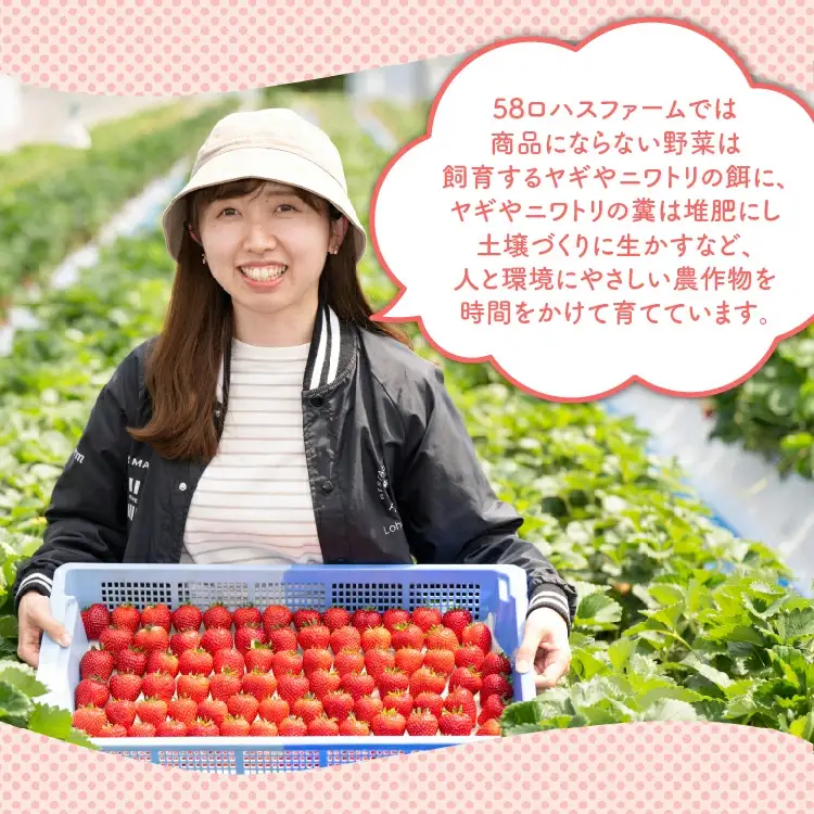 いちご 『とちあいか』 大粒 8～15粒×2パック ※2027年1月～発送