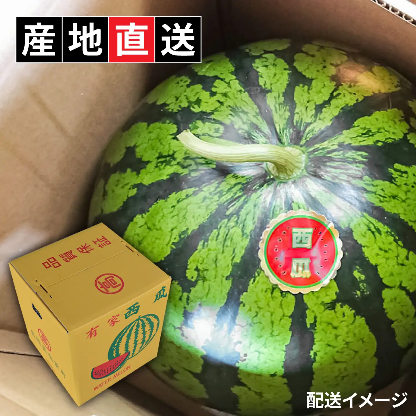 【2026年10月-発送】大玉羅皇スイカ 1玉 [SBA013] スイカ