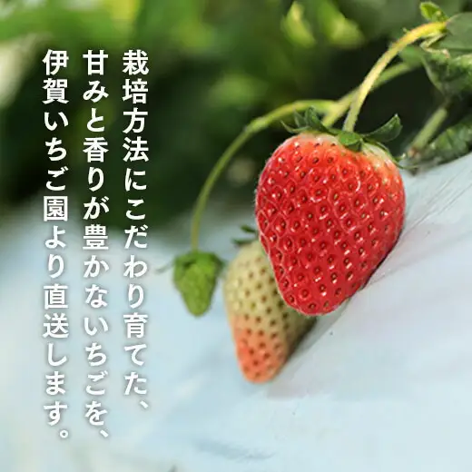 伊賀いちご園 2品種食べ比べ 280g×2パック | ふくはる香 ゆうやけベリー