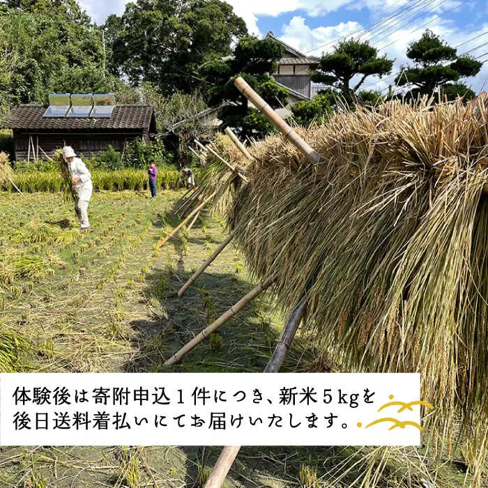 お米づくり 体験チケット 糸島市 / 天然パン工房楽楽【いとしまごころ】 [AVC065] 体験型 農業 食育