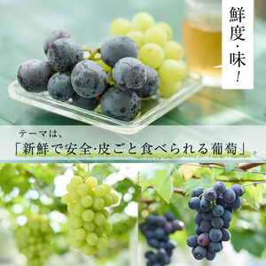 No.122 ぶどう特選3色セット(計約2.0kg・約6房) 国産 九州産 鹿児島県産 果物 フルーツ 葡萄 ブドウ 数量限定 ピオーネ シャインマスカット 詰合せ 詰め合わせ セット 食べ比べ【かんとりぃぱぁく】