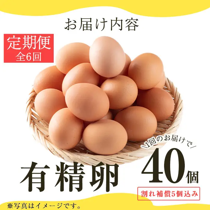 No.781 ＜定期便・全6回(連続)＞鹿児島県産有精卵(40個×6ヶ月連続) 割れ保証付 国産 九州産 鹿児島県産 たまご タマゴ 有精卵 卵 鶏卵 生卵 おかず TKG 卵かけご飯 朝食 定期便 頒布会 数量限定【美山たまご王国】
