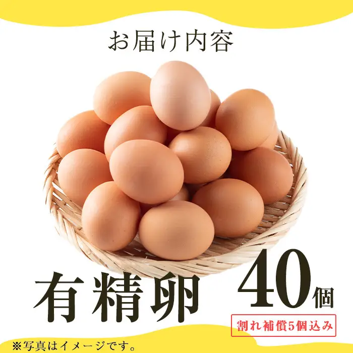 No.782 鹿児島県産有精卵(40個) 割れ保証付 国産 九州産 鹿児島県産 たまご タマゴ 有精卵 卵 鶏卵 生卵 おかず TKG 卵かけご飯 朝食 数量限定【美山たまご王国】