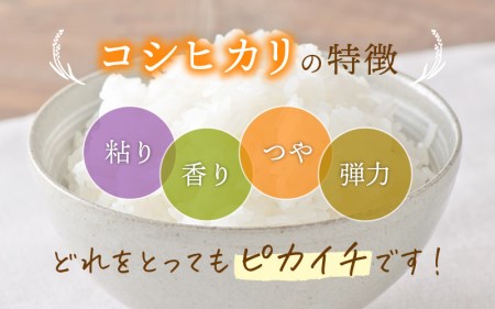  令和7年産 コシヒカリ 10kg 福井県産【玄米】【人気品種】 [e30-b014]