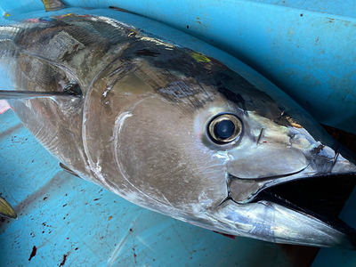 青森県鰺ヶ沢町産 天然本マグロ（冷凍、赤身2サク、約350g） 魚貝類 鮪 まぐろ漁師が釣ったマグロの王様世界自然遺産「白神山地清流メジマグロあっさり 