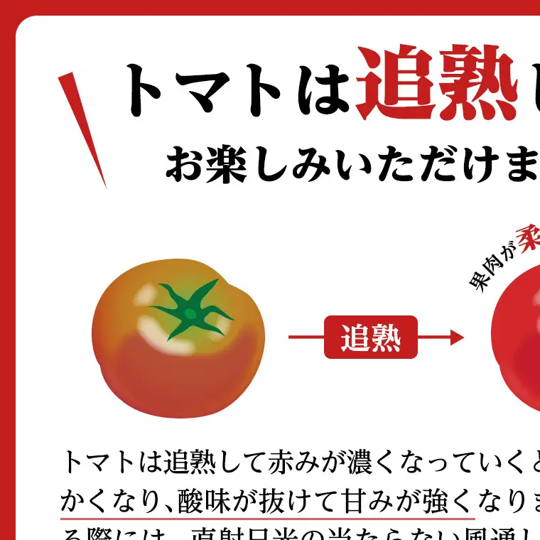 《 2027年 収穫分 》全3回 定期便 フルーツトマト 大箱 約2.6kg × 1箱 × 3回 糖度7度以上 先行予約 3ヶ月 茨城県 桜川市 KEK 国産 トマト ブランドトマト 野菜 ギフト 贈答 [BC053sa]