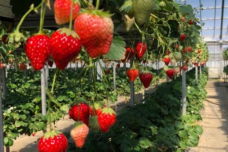 【磯山観光いちご園】いちご狩り30分食べ放題チケット2枚 いちご 苺 イチゴ 体験チケット いちご狩り 果物狩り 体験 イベント 千葉県 東庄町
