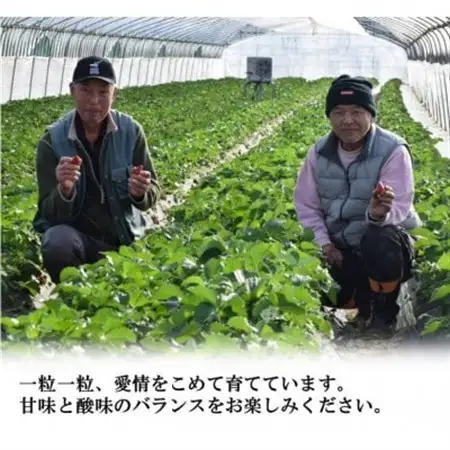 古都に咲く真っ赤な華いちご「古都華」(270g以上/3L～2Lサイズ/9～11粒)×2P　化粧箱入り_果物・フルーツ いちご  イチゴ 苺_【配送不可地域：離島】【1102952】