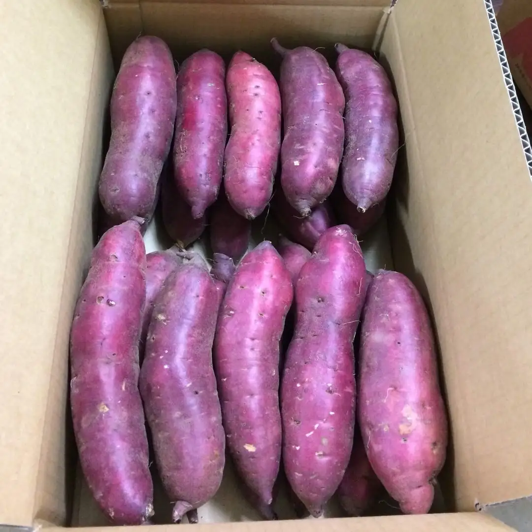 先行予約 さつまいも 紅はるか 5kg 収穫後熟成 三条市下田産ブランド「越紅(こしのくれない)」  [まもる農園] 【010S205】