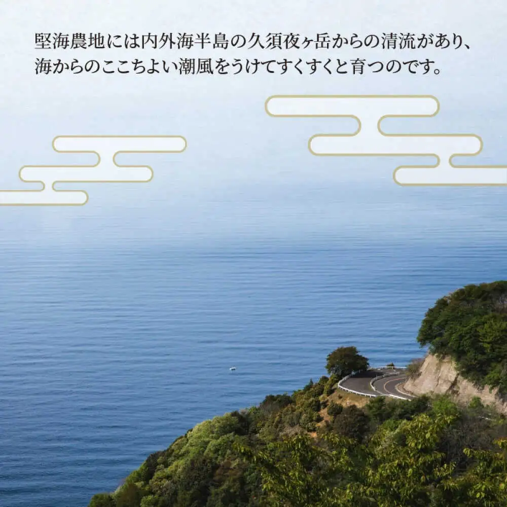 【 先行予約 /10月以降配送】【令和7年産】福井県産コシヒカリ「千石」 10kg 小浜市 / 千石の郷  [BFCA001]