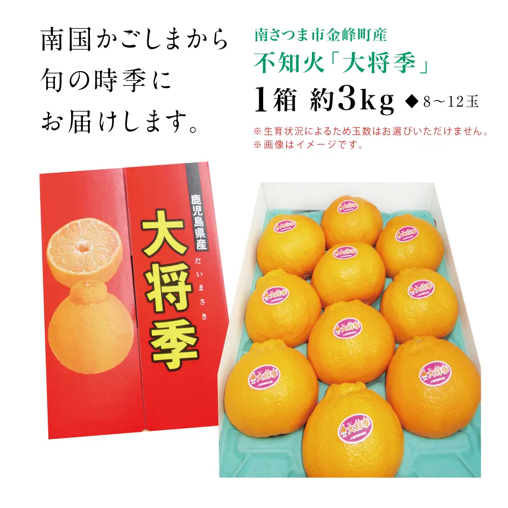 【11月末～12月発送】ブランド不知火「大将季」 約3kg入り化粧箱 （8玉～12玉） 果物 フルーツ 旬 柑橘 みかん しらぬい 鹿児島県産