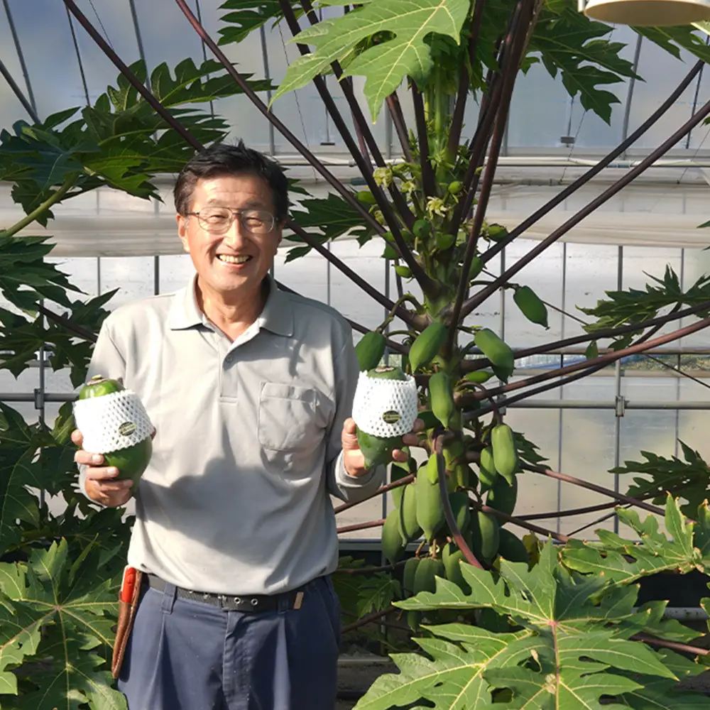 淡路の青パパイヤ 約800g×3個セット　パパイヤ