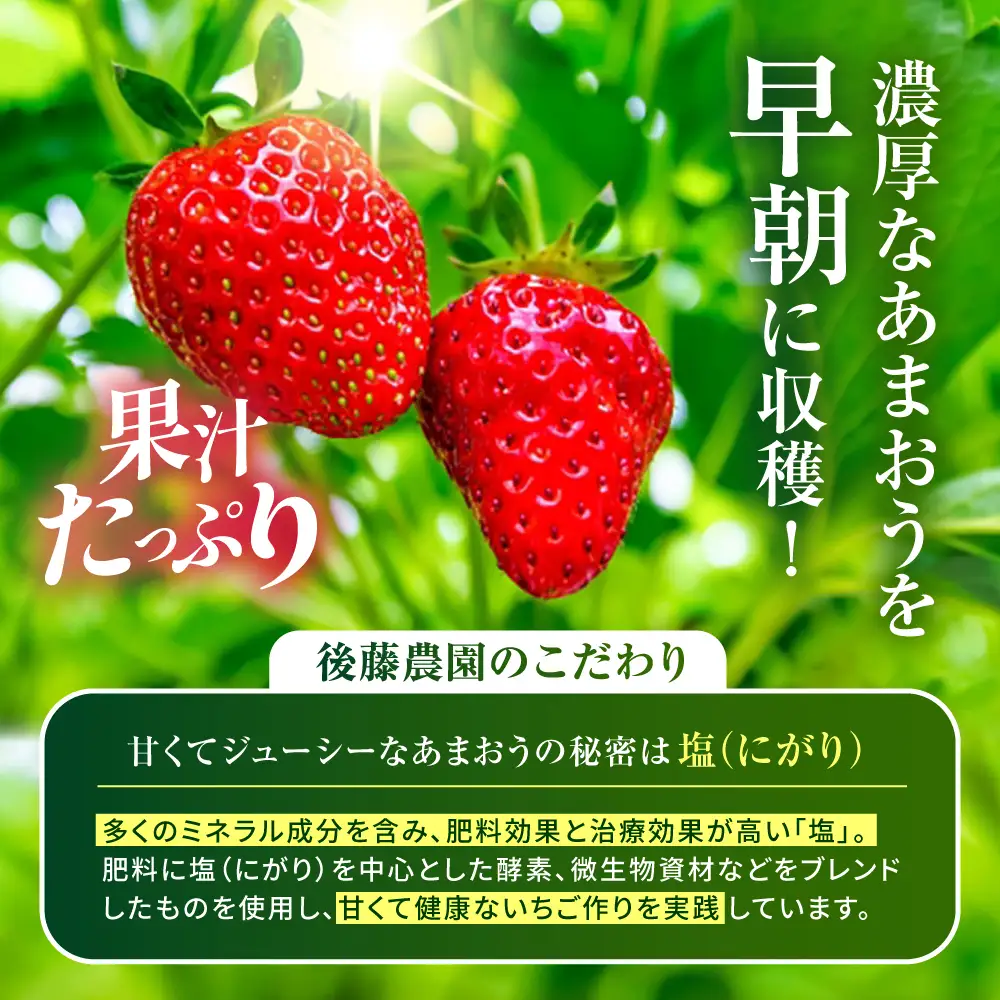 【農家直送！】【先行受付】糸島産あまおう 280g×2パック (DXまたはGサイズ)   【2026年12月以降順次発送】糸島市 / 後藤農園 [AML001] いちご 福岡