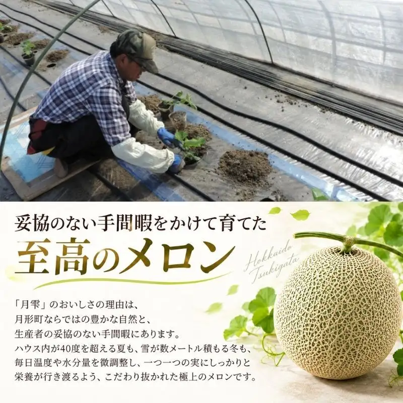 メロン 青肉 月雫 秀品 北海道産 メロン【2玉 計約3.2kg】【先行予約】