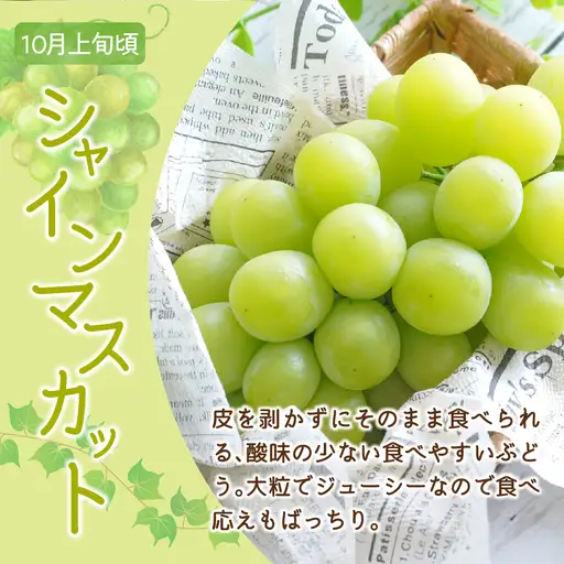 【先行予約】 定期便 令和9年産 ぶどうの定期便 全3回 山形