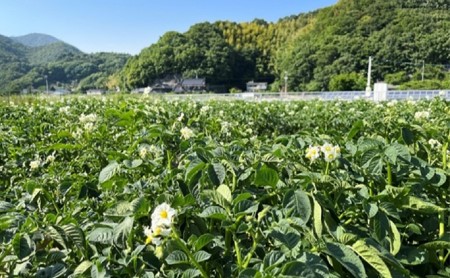 吉名の「まるきっちゃん」じゃがいも 10kg＋400g（傷み補償分）【12月～6月申込】7月発送 ｜ 野菜 根菜 国産 日本産 広島県産 食材 料理 調理 大容量 じゃがバター いももち カレー 煮物 おでん マッシュポテト　※2024年7月中旬頃に順次発送予定