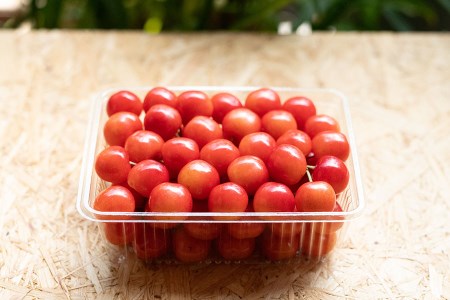 【令和9年産】 さくらんぼ 佐藤錦 L～2Lサイズ混合 バラ詰め 500g 鶴岡市産 大膳農園