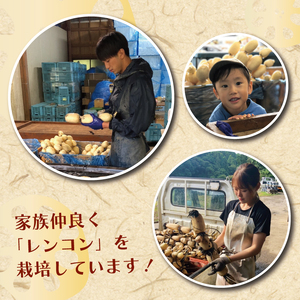 【先行予約】【2026年9月より順次発送開始】レンコン　約4kg｜茨城県 行方市 ふるさと納税 蓮根 レンコン 野菜 やさい(EG-1)