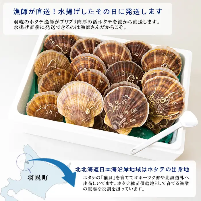 【先行予約】北海道 羽幌町産 殻付き活ホタテ 約3kg（15～20枚・ヘラ付き）【0910205】