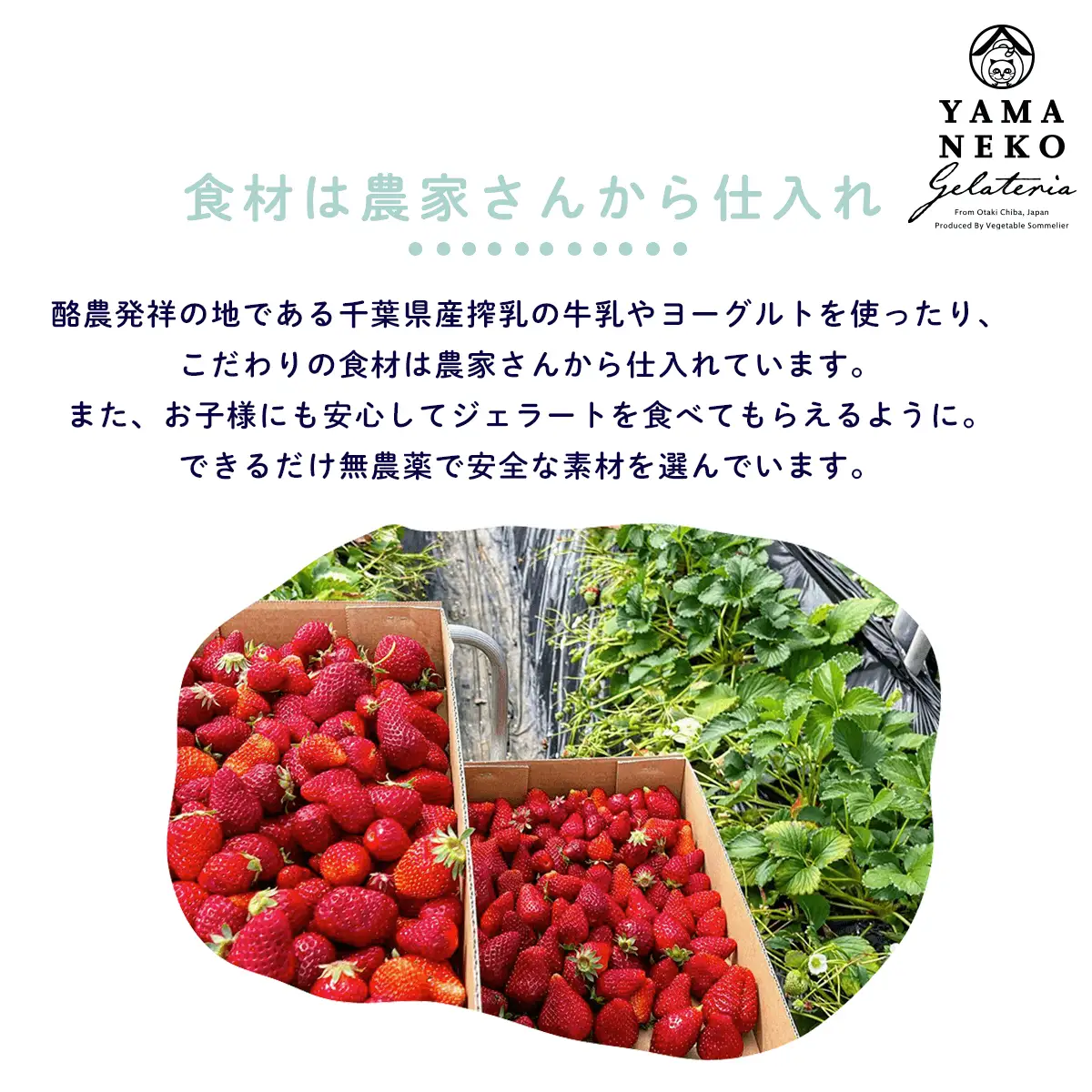 W01031 野菜ソムリエのイタリアンジェラート専門店＜山猫ソフトクリーム＞６個セット