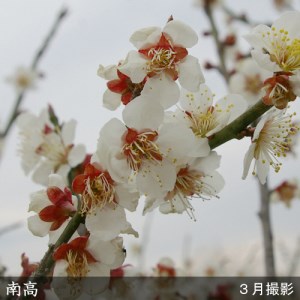 ＜すだ農園＞2年生 苗木 ウメ(実梅) 南高
