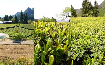 なごみの深蒸し茶セットBコース | 茶葉 熊本 茶葉 熊本県 茶葉 くまもと 茶葉 和水 茶葉 和水町 茶葉 なごみ 茶葉 なごみまち 茶葉 深蒸し 茶葉 深蒸し茶 茶葉 緑茶 茶葉 ブレンド 茶葉 独自ブレンド 茶葉 400g 茶葉 100g 茶葉 4袋 茶葉 熊本県産 茶葉 特選 茶葉 特 茶葉