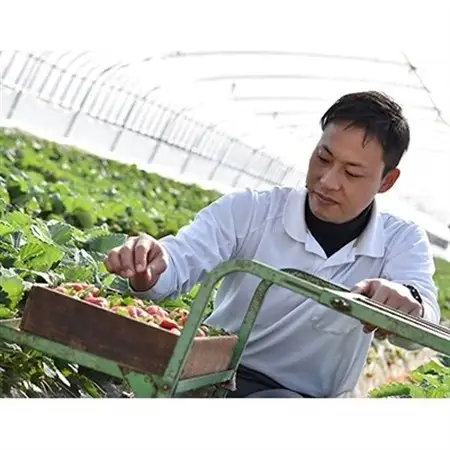 奈良で生まれた艶やかないちご　古都華　2パック_果物・フルーツ いちご  イチゴ 苺_【配送不可地域：離島】【1072515】