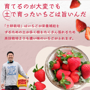 いちご 厳選朝採れいちご3種  食べ比べセット 4パック×1箱