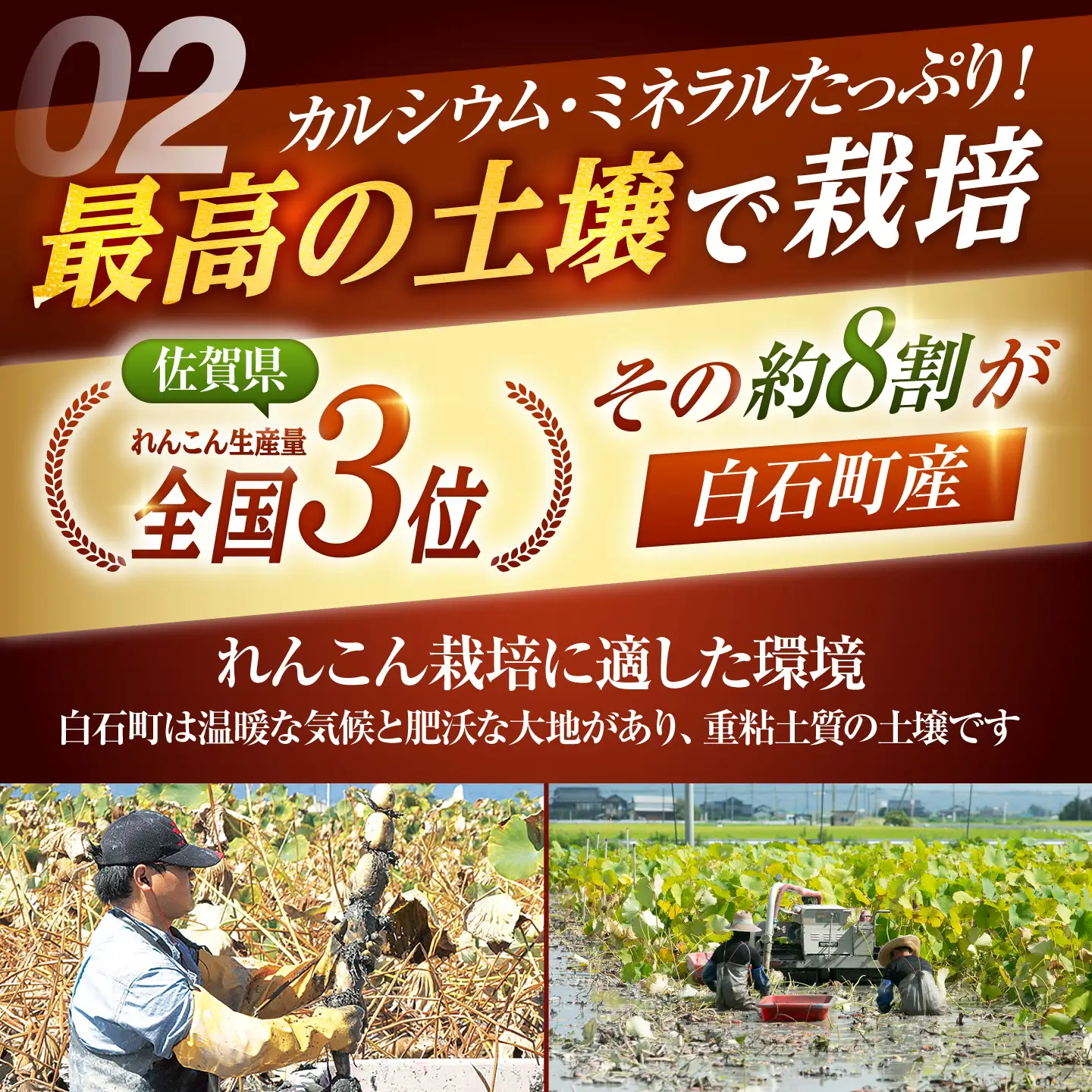 先行予約 2026年10月～発送】白石町産 泥付きれんこん （4kg