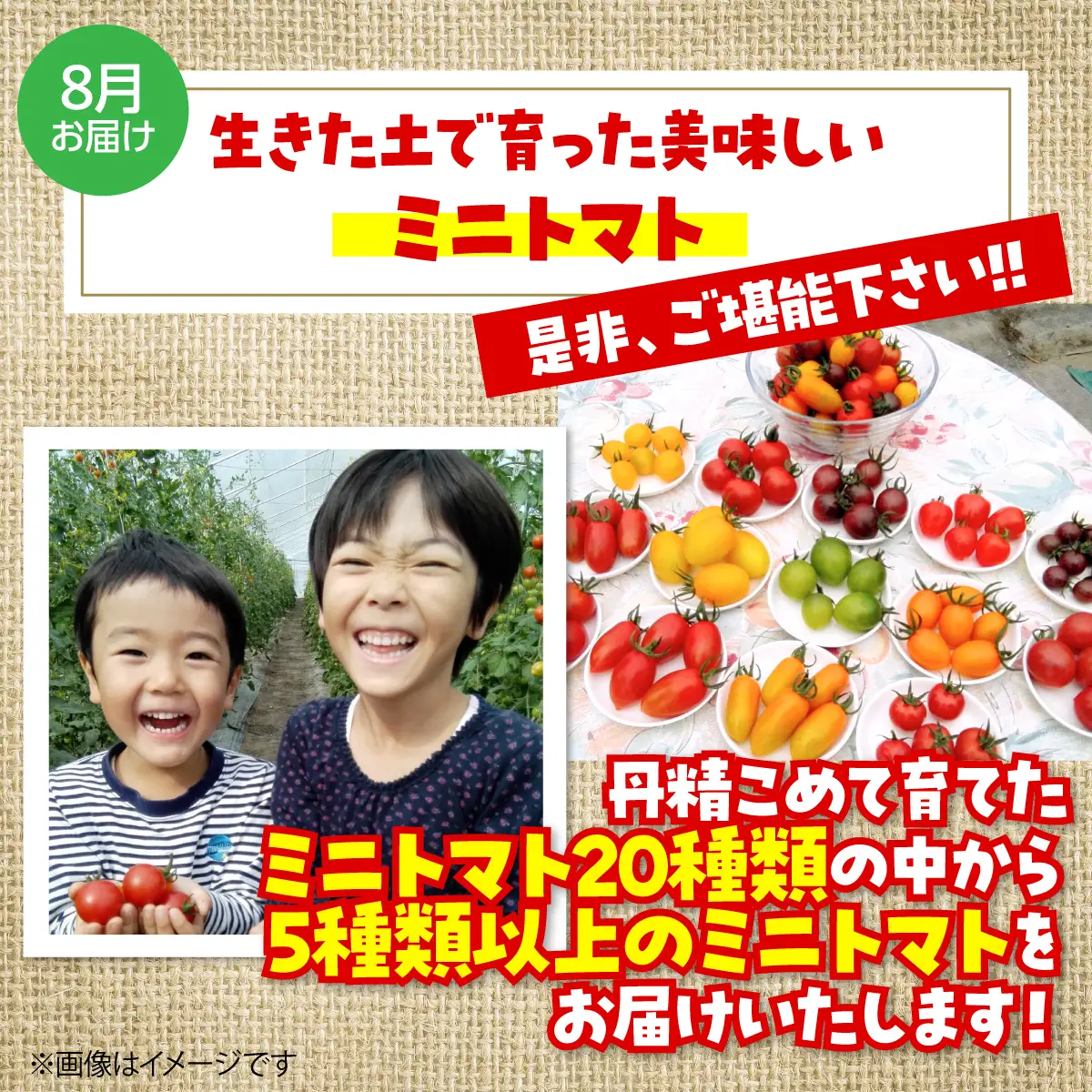 ＜2026年12月・2027年8月お届け＞大作農園　寒締めちぢみほうれん草約1.2kg・カラフルミニトマト約1.5kg　2回お届け定期便 SBTR006