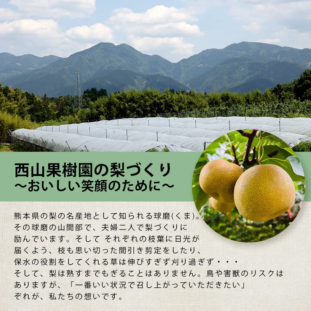 【7月下旬～10月発送】東光寺 梨 4kg (8～15玉) 1箱 025-0572