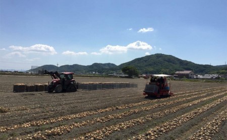 先行予約 玉ねぎ 約10kg（岡山県産）  玉ねぎ