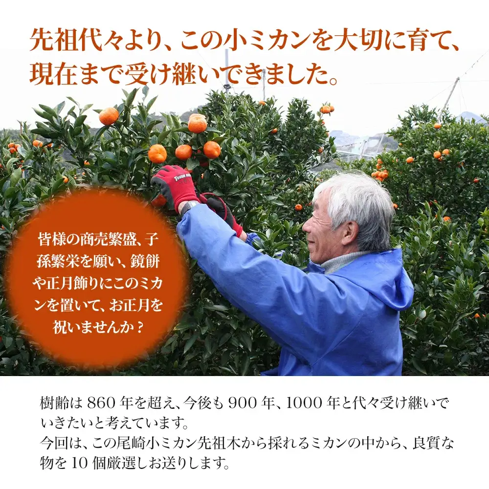 【先行予約】国指定天然記念物 尾崎小 みかん 先祖木の小みかん | 津久見市